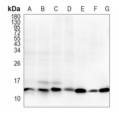 HINT1 Rabbit Monoclonal Antibody(C1018)