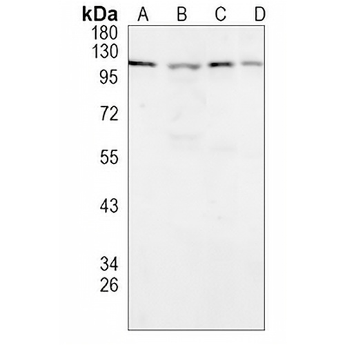 AP1G1 Rabbit Monoclonal Antibody(C1023)