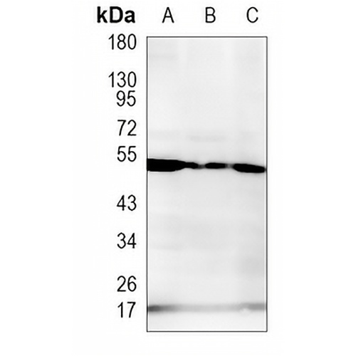 GRSF1 Rabbit Monoclonal Antibody(C1024)