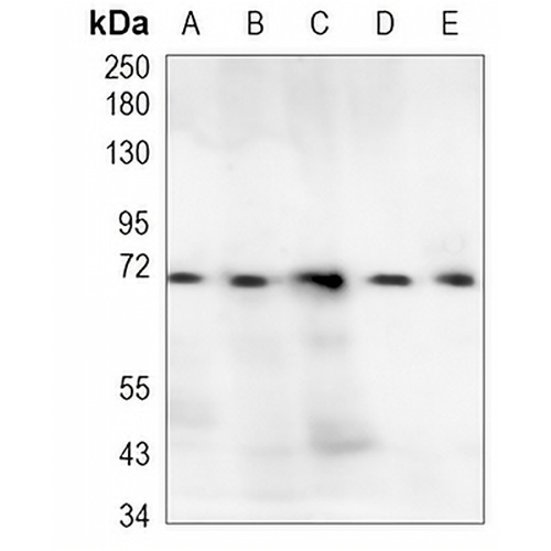 SOX9 Rabbit Monoclonal Antibody(C1025)