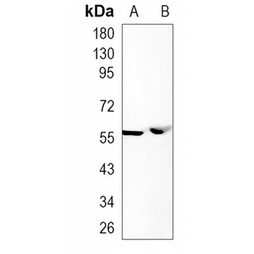 PTBP2 Rabbit Monoclonal Antibody(C1029)
