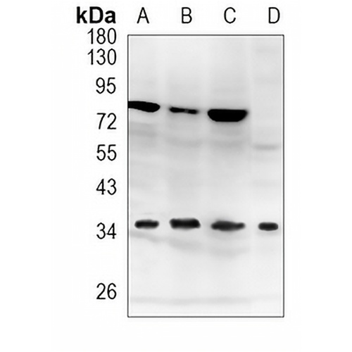 HAUS7 Rabbit Monoclonal Antibody(C1030)