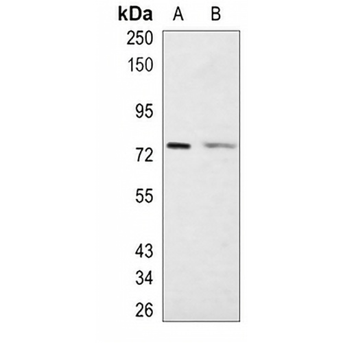 FUBP1 Rabbit Monoclonal Antibody(C1038)
