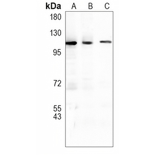 NAT10 Rabbit Monoclonal Antibody(C1044)
