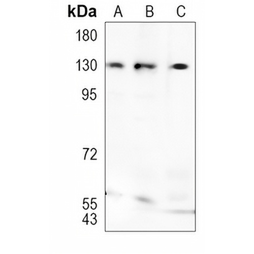 GM130 Rabbit Monoclonal Antibody(C1045)