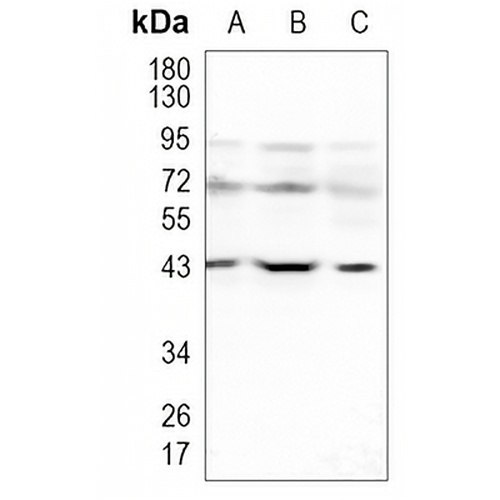 DAZAP1 Rabbit Monoclonal Antibody(C1047)