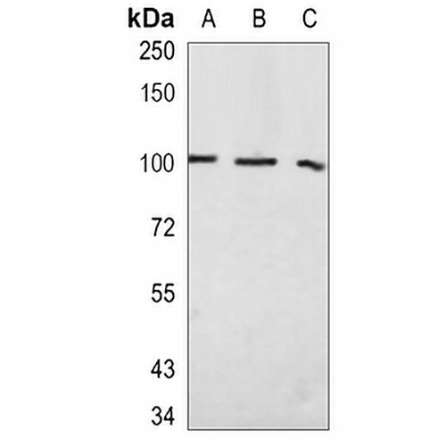 RANBP9 Rabbit Monoclonal Antibody(C1049)