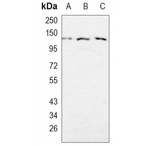 KIF5B Rabbit Monoclonal Antibody(C1051)