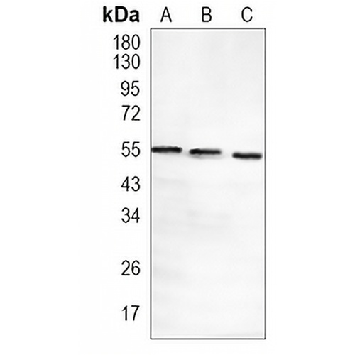 PDCD7 Rabbit Monoclonal Antibody(C1056)