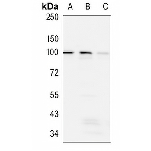DGCR8 Rabbit Monoclonal Antibody(C1059)