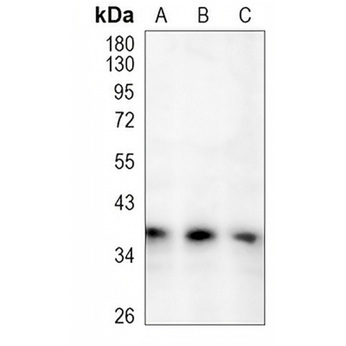 Syntaxin-16 Rabbit Monoclonal Antibody(C1067)