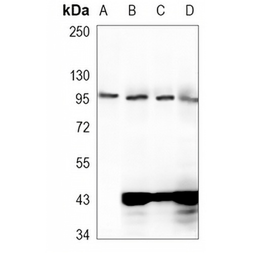 eIF2C2 Rabbit Monoclonal Antibody(C1069)
