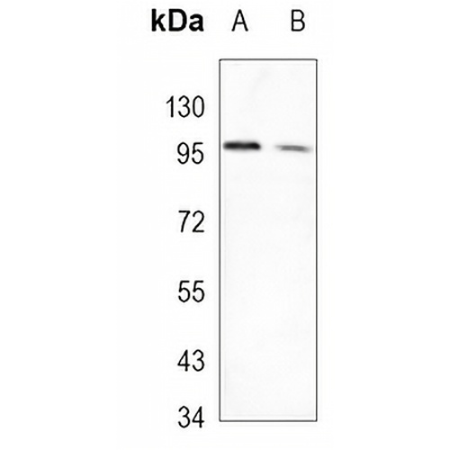 eIF2C3 Rabbit Monoclonal Antibody(C1070)