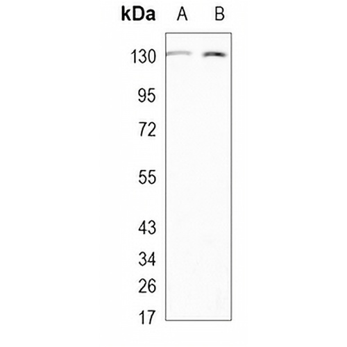 Lipin 1 Rabbit Monoclonal Antibody(C1079)