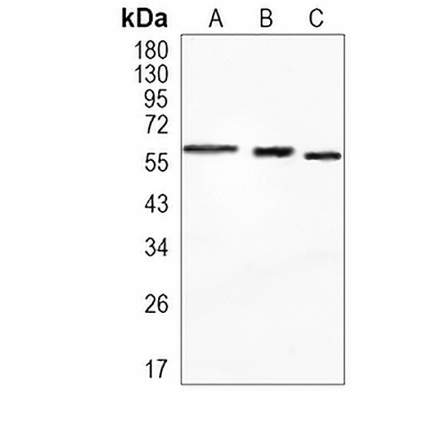 SMAD2 Rabbit Monoclonal Antibody(C1083)