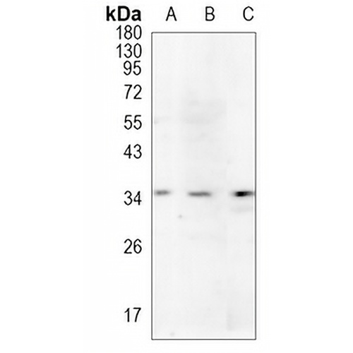 Oligo1 Rabbit Monoclonal Antibody(C1084)