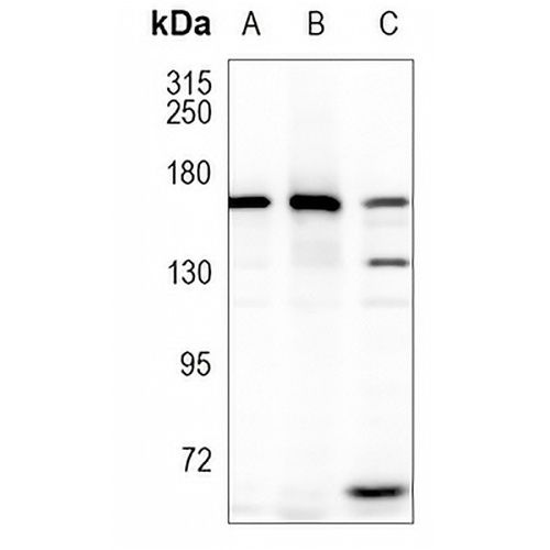 WAPAL Rabbit Monoclonal Antibody(C1085)