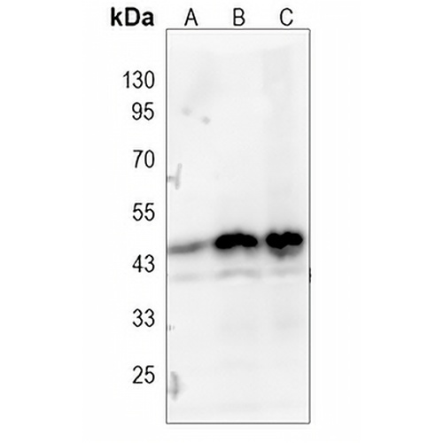 Cyclin B2 Rabbit Monoclonal Antibody(C1089)