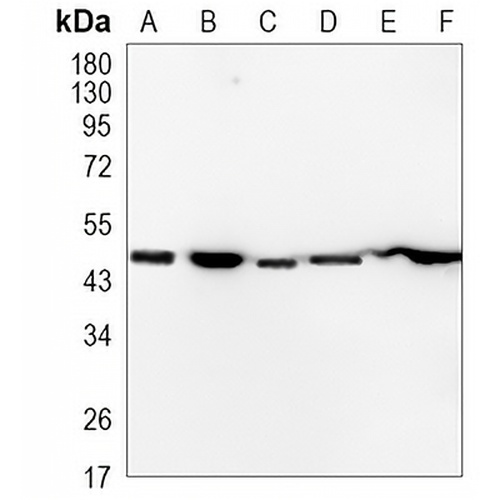 Flotillin-1 Rabbit Monoclonal Antibody(C1092)