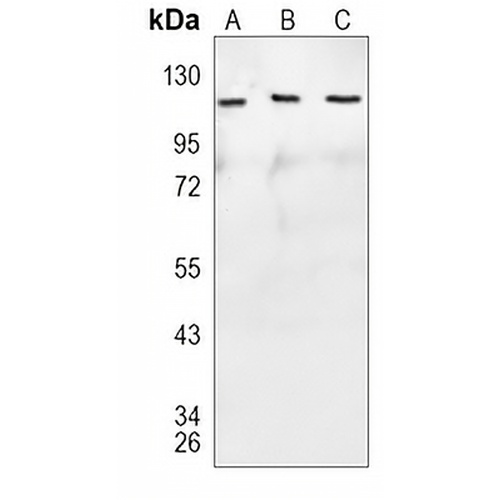 ERK5 Rabbit Monoclonal Antibody(C1093)