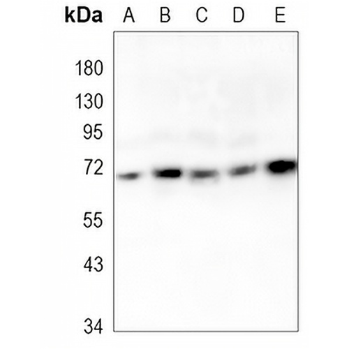 HSPA2 Rabbit Monoclonal Antibody(C1110)