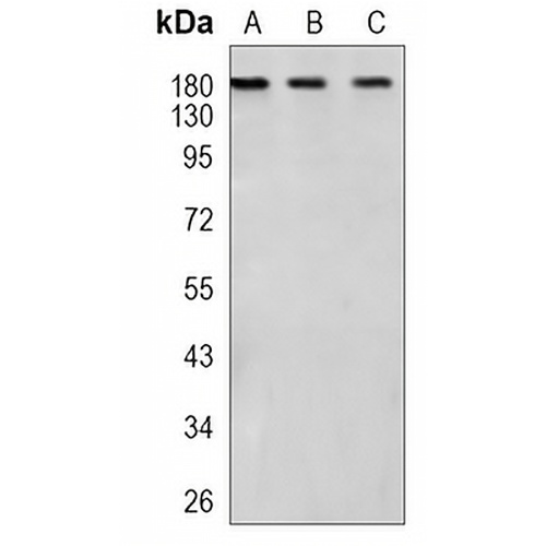 CASPR1 Rabbit Monoclonal Antibody(C1111)