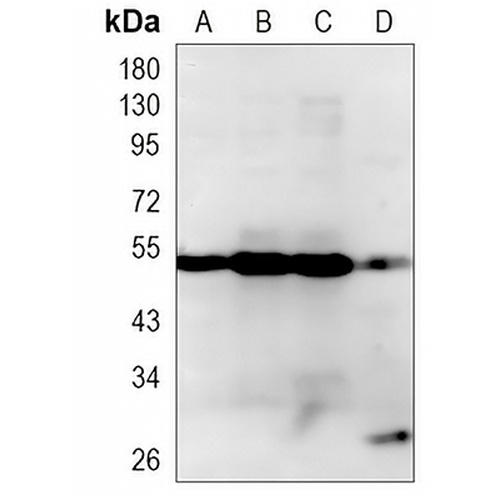 KLF4 Rabbit Monoclonal Antibody(C1113)