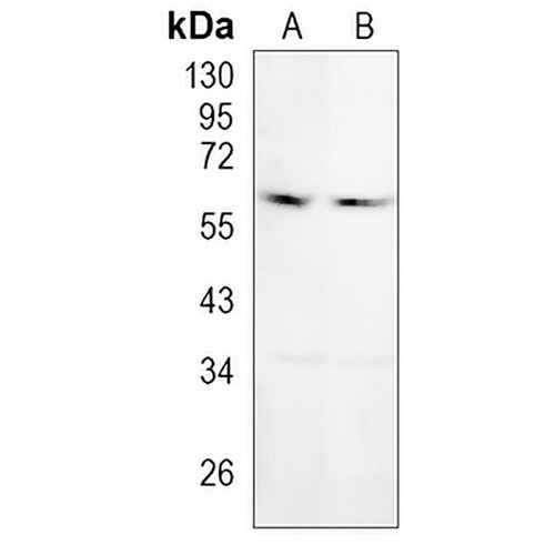 TOE1 Rabbit Monoclonal Antibody(C1115)