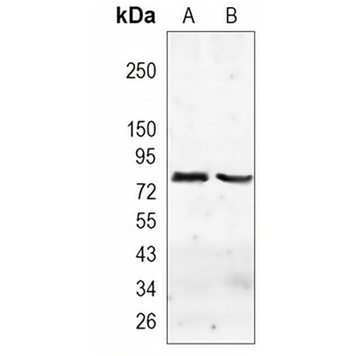 CD36L1 Rabbit Monoclonal Antibody(C1121)