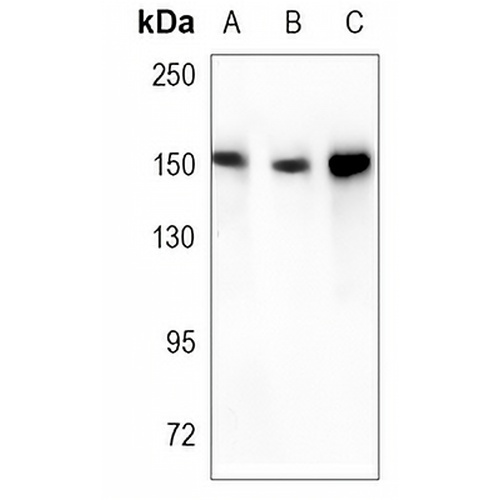 Dia 1 Rabbit Monoclonal Antibody(C1131)