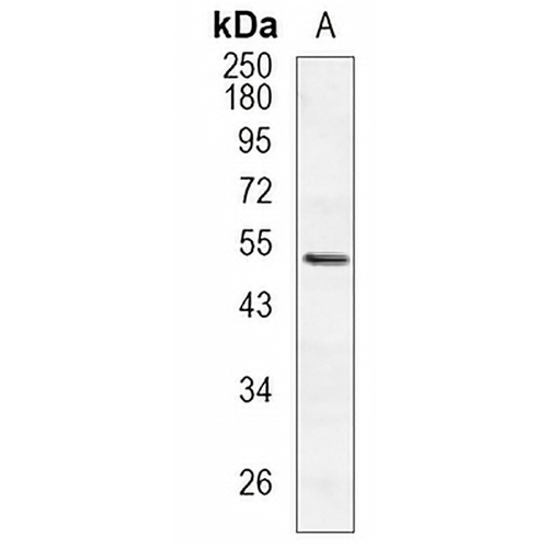 COPS4 Rabbit Monoclonal Antibody(C1135)