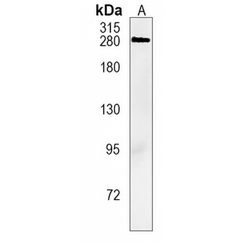Spectrin alpha I Rabbit Monoclonal Antibody(C1139)