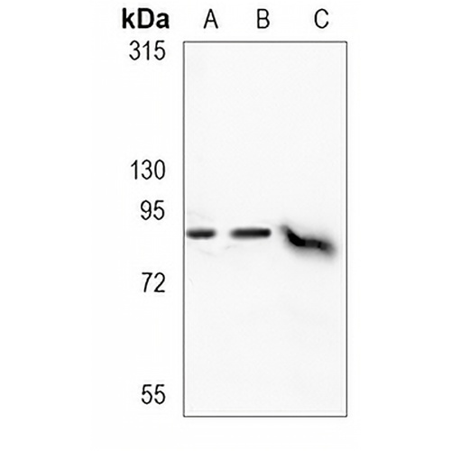 SUZ12 Rabbit Monoclonal Antibody(C1140)