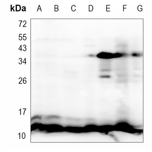 Cytochrome c Rabbit Monoclonal Antibody(C1141)