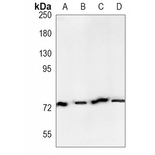 GlyRS Rabbit Monoclonal Antibody(C1148)