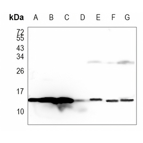 Histone H2B (Formyl-K108) Rabbit Monoclonal Antibody(C1151)
