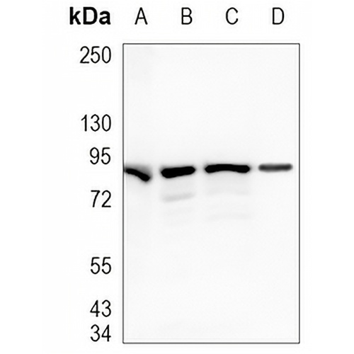MCM7 Rabbit Monoclonal Antibody(C1152)
