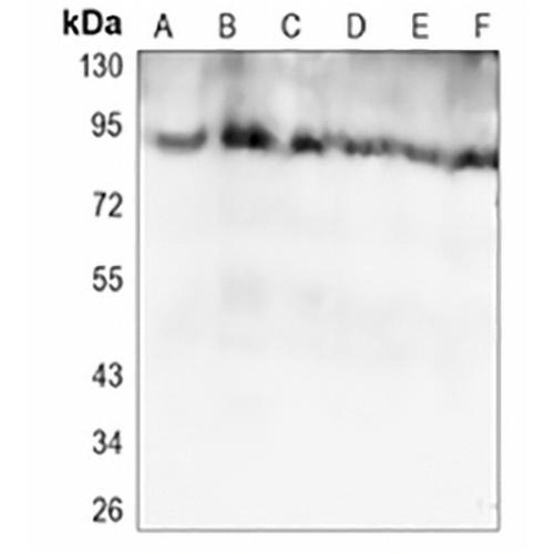 ATG9A Rabbit Monoclonal Antibody(C1165)
