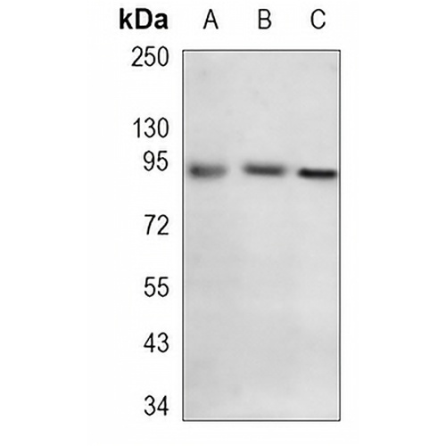 KDM1B Rabbit Monoclonal Antibody(C1166)