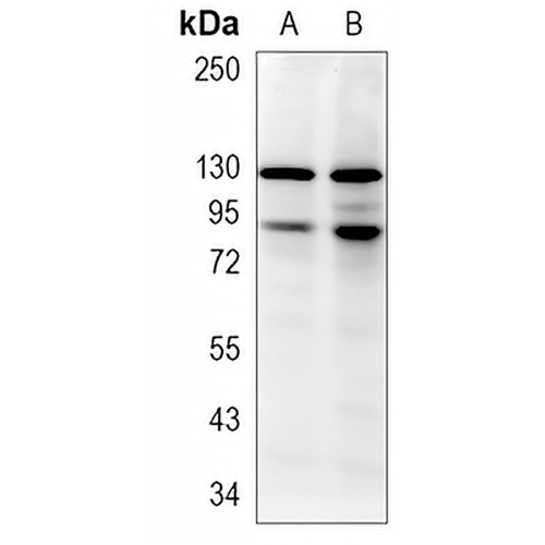 STAT1 (Phospho-S727) Rabbit Monoclonal Antibody(C1180)