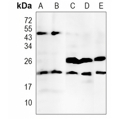 RBM8A Rabbit Monoclonal Antibody(C1182)