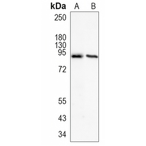 PSD95 Rabbit Monoclonal Antibody(C1189)