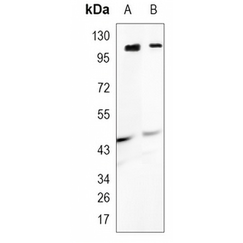 GLUR2/3 Rabbit Monoclonal Antibody(C1192)