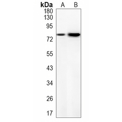 Synapsin 2 Rabbit Monoclonal Antibody(C1193)
