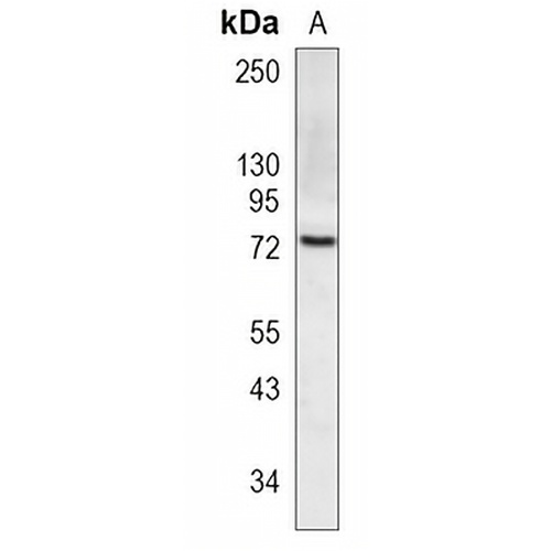 HSPA12A Rabbit Monoclonal Antibody(C1196)