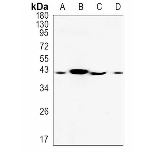 RNLS Rabbit Monoclonal Antibody(C1199)