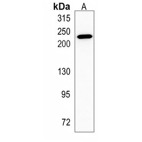 MYH7B Rabbit Monoclonal Antibody(C1203)