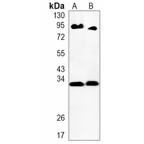 HES-1 Rabbit Monoclonal Antibody(C1213)