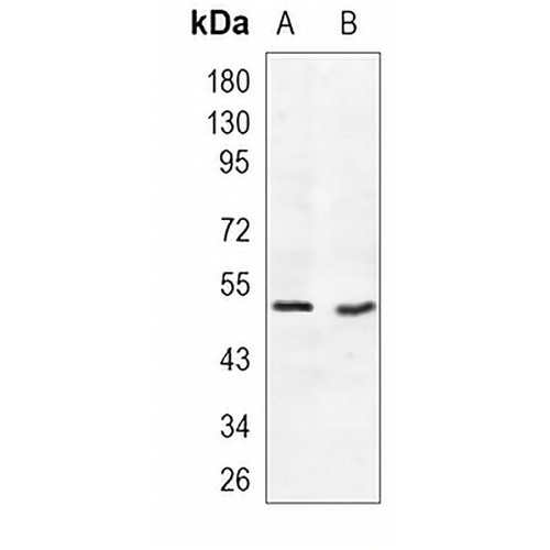 MEF2A/C Rabbit Monoclonal Antibody(C1215)