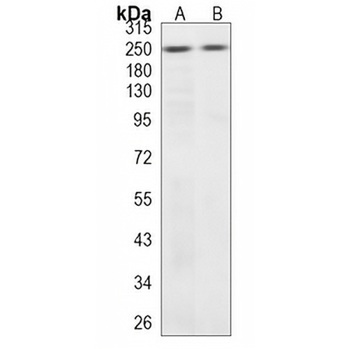 Myosin 11 Rabbit Monoclonal Antibody(C1216)